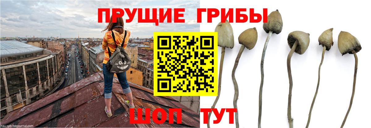 Псилоцибиновые грибы ЛСД  даркнет сайт  Дербент 